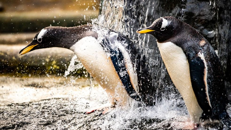 Penguins jumping into water